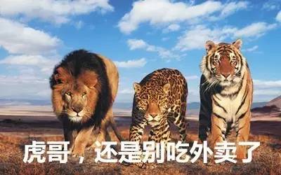 最新虎獅，學(xué)習(xí)變革的力量，自信與成就感的崛起之路