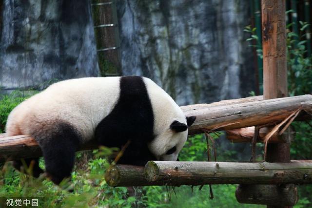 南京熊貓最新動態(tài)揭秘，如何獲取最新消息？